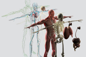 Anatomy & Physiology of Human Body Systems