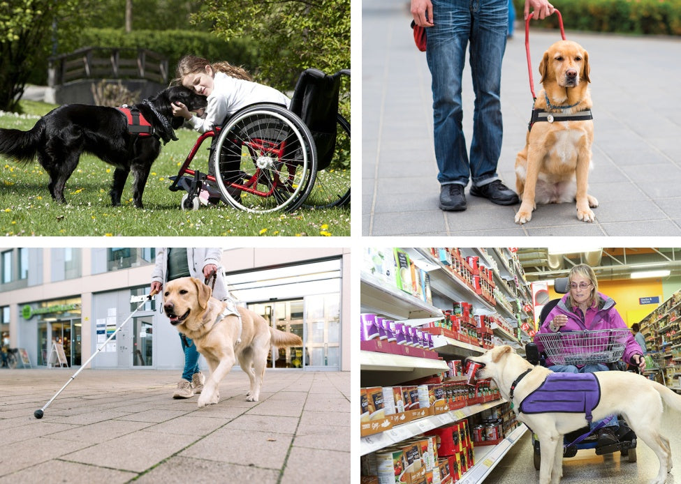 Supporting NDIS Participants with Assistance Animals