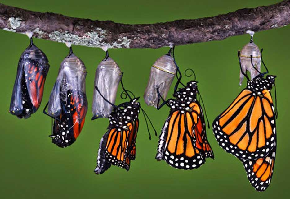 Project Management Lifecycle